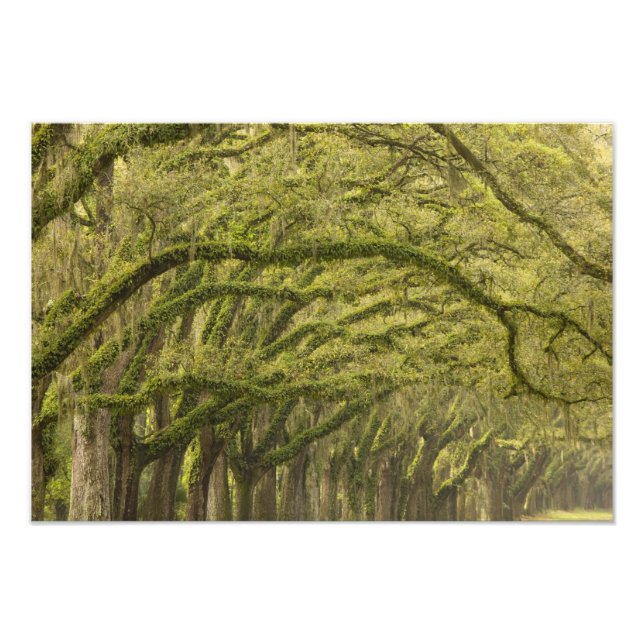 Foto EUA; Geórgia; Savannah. Árvores de carvalho com (Frente)