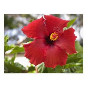 Foto EUA, Havaí, Oahu. O Hibisco é o