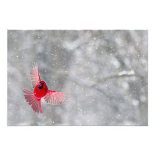 Foto EUA, Indiana, Indianápolis. Cardeal masculino