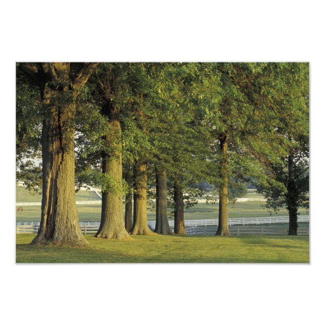 Foto EUA, Kentucky, Lexington. Fileira de árvores e (Frente)