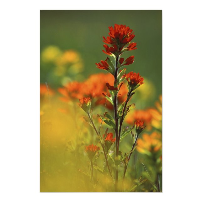 Foto EUA, Michigan, Ilha Drummond, Maxton Plains, (Frente)