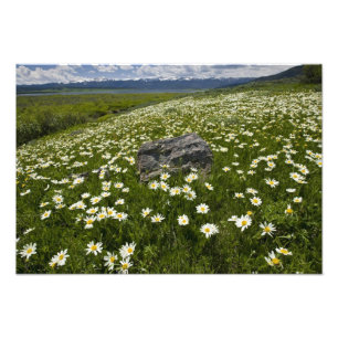 Foto EUA, Montana, Wild Daisy florescendo em campo por