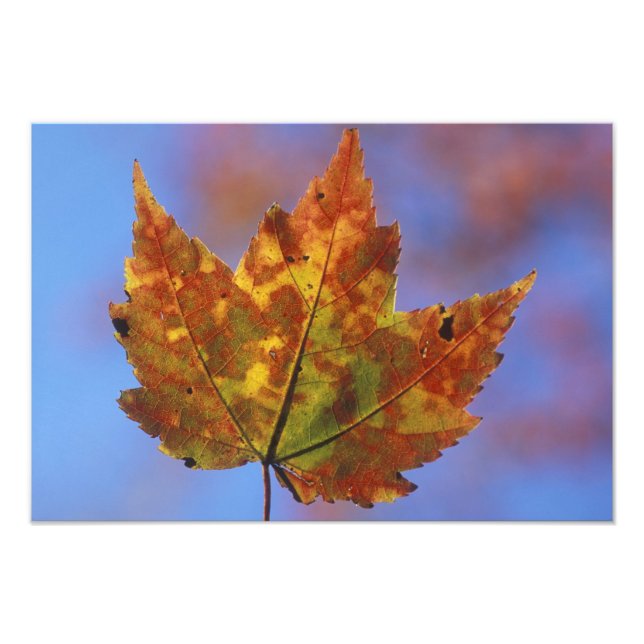 Foto EUA, New Hampshire, White Mounains, Franconia (Frente)