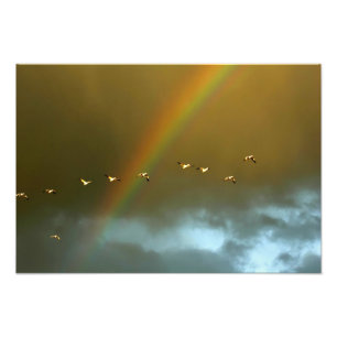 Foto EUA, Novo México, Bosque del Apache National 3