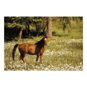Foto EUA, Oregon. Cavalo no campo das margaridas