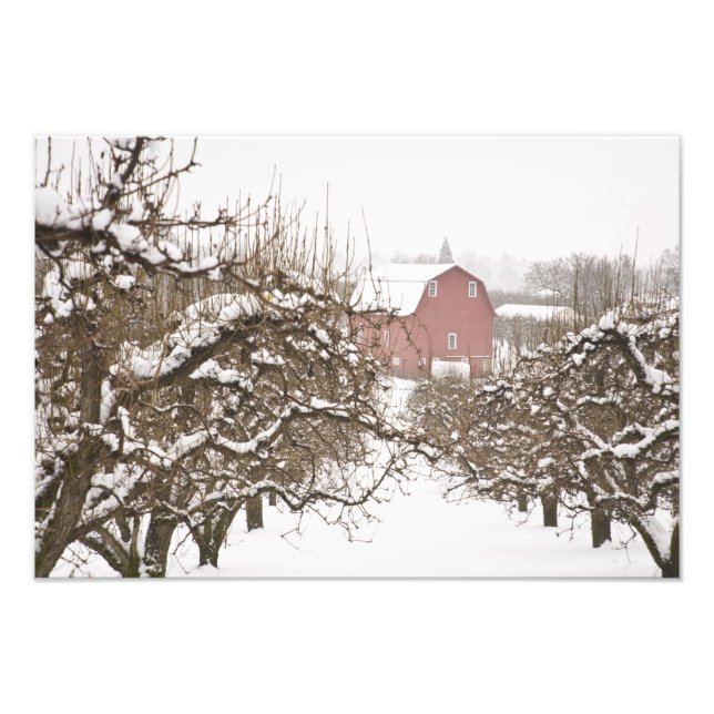 Foto EUA, Oregon, Hood River. Maçã coberta de neve (Frente)
