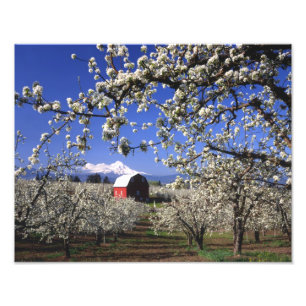 Foto EUA, Oregon, Hood River Valley, Pomar de peras