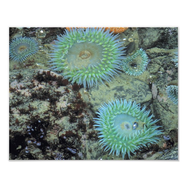 Foto EUA, Oregon, Nepture SP. Mar de pedras preciosas (Frente)