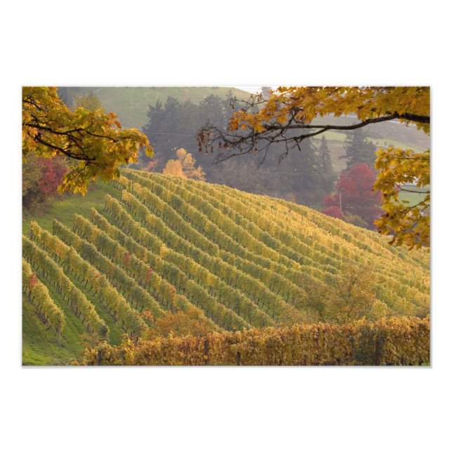 Foto EUA, Oregon, Newberg. Vinhedo no outono. (Frente)