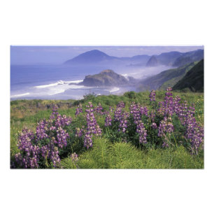 Foto EUA, Oregon, Praia Nesika. Lupine e Oregon