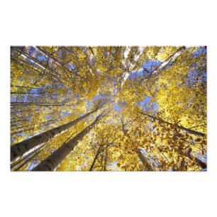 Foto EUA, Pacífico Noroeste. Aspire árvores no outono