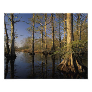 Foto EUA, Tennessee. Reelfoot National Wildlife