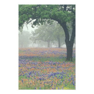 Foto EUA, Texas. Pincel de Texas e bluebonnets