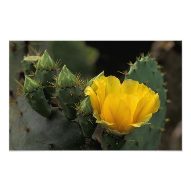 Foto EUA, Texas, Prickly Pear Cactus florescendo. (Frente)