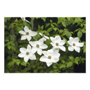 Foto EUA, Washington, Cornus do Pacífico, Cornus