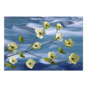 Foto EUA, Washington, Hood Canal. Cornus do Pacífico