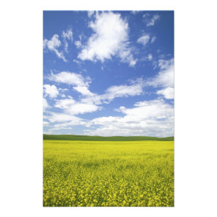 Foto EUA, Washington, País Palouse, Florescendo