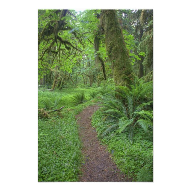 Foto EUA, Washington, Parque Nacional Olímpico, (Frente)