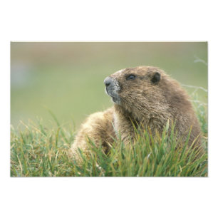 Foto EUA, Washington, Parque Nacional Olímpico, Marmota