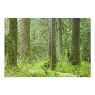 Foto EUA, Washington, Parque Nacional Olímpico, Primave