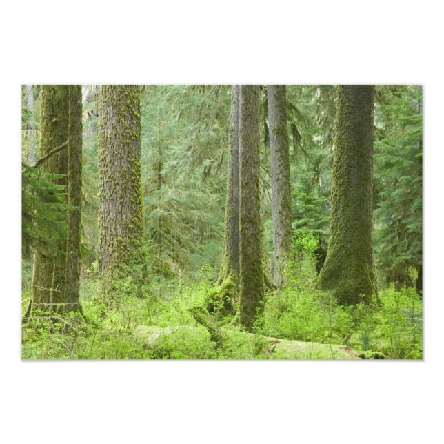 Foto EUA, Washington, Parque Nacional Olímpico, Primave (Frente)