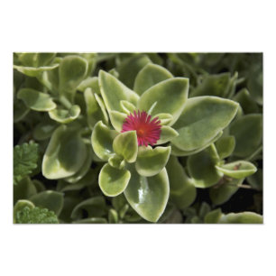 Foto EUA, Washington, Woodinville, flor de Sedum
