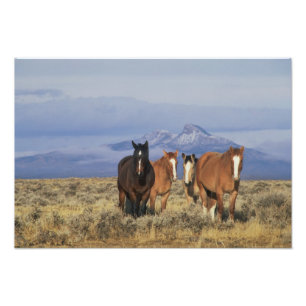 Foto EUA, Wyoming, perto de Cody Grupo de cavalos