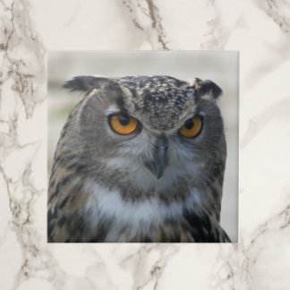 Foto Eurasian Eagle Owl