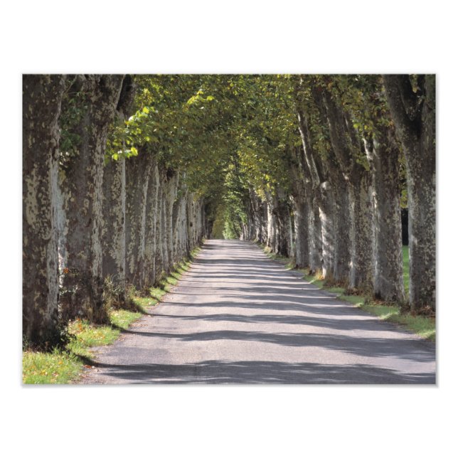 Foto Europa, França, Cereste. Árvores alinham esta estr (Frente)