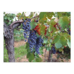 Foto Europa, França, Roussillon. Vinhas, com