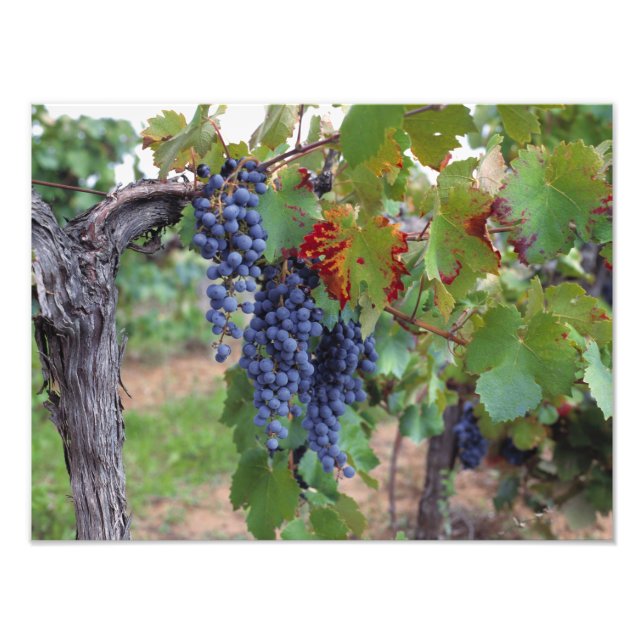 Foto Europa, França, Roussillon. Vinhas, com (Frente)