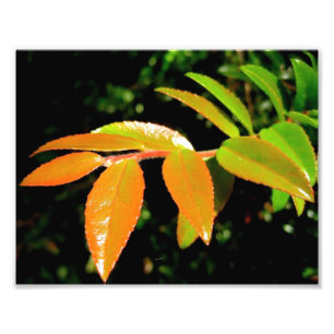 Foto Evergreen Huckleberry