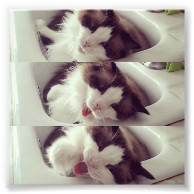 Foto Evolução de um Gato (Frente)