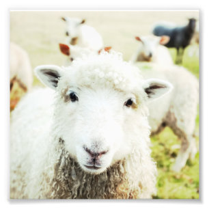 Foto Ewe Cutie Ovelo Fazenda Praça Animal