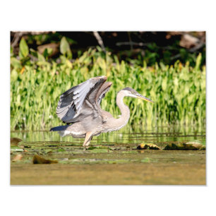 Foto Excelente Blue Heron