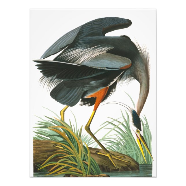 Foto Excelente Blue Heron por John James Audubon (Frente)