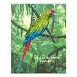 Foto Excelente Verde Macaw Costa Rica Design