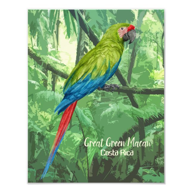 Foto Excelente Verde Macaw Costa Rica Design (Frente)