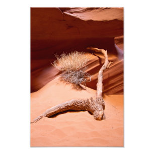 Foto Explorar a Arizona