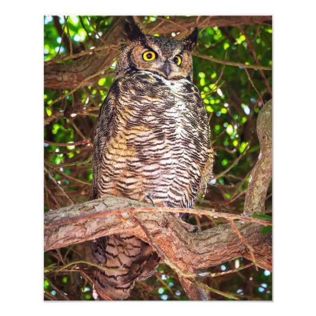 Foto Eyes of the Night: Great Horned Owl (Frente)