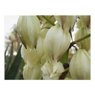 Foto Fábrica de Yucca