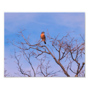Foto Falcão americano do Kestrel