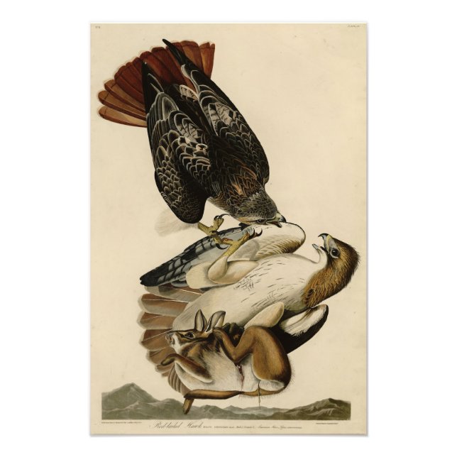 Foto Falcão de cauda vermelha das aves da América de Au (Frente)