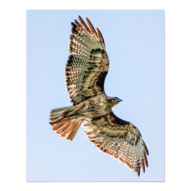 Foto Falcão-de-cauda-vermelha em Voo – Arte de Parede d (Frente)