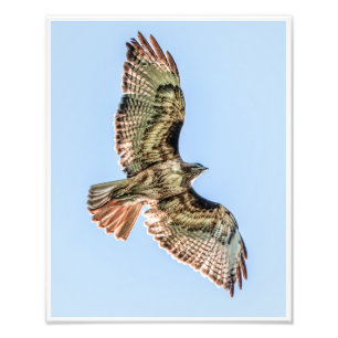 Foto Falcão-de-cauda-vermelha Voando Alto – Impressão d