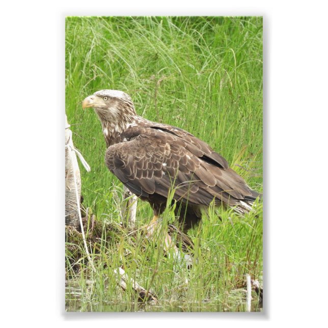 Foto Falcão fotográfico 4x6 (Frente)