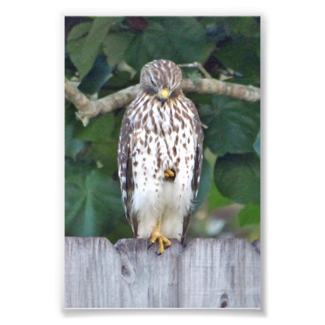 Foto Falcão fotográfico 6x4 (Frente)