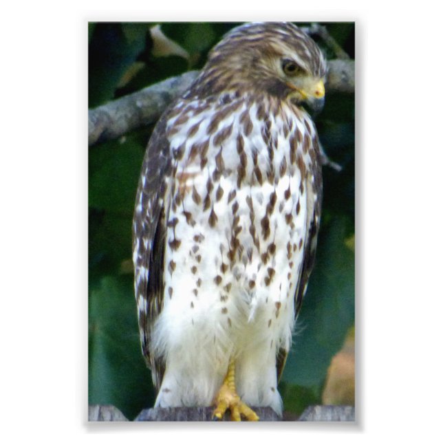 Foto Falcão fotográfico 6x4 (Frente)