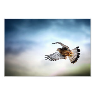 Foto Falcão Soar no Céu