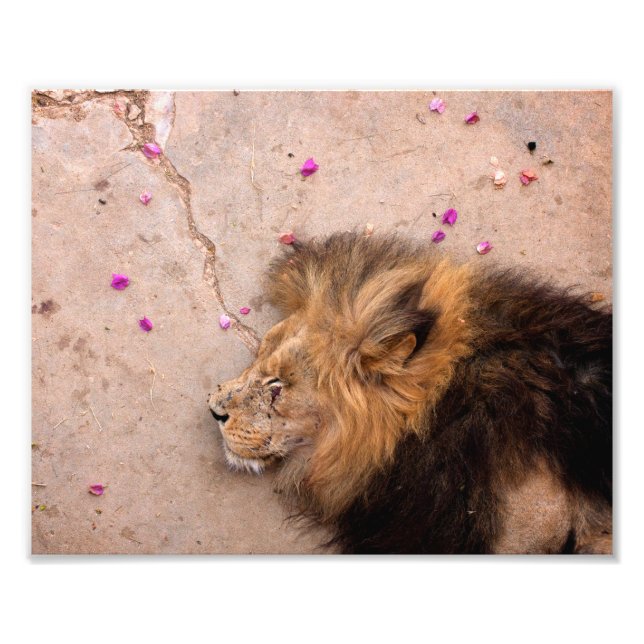 Foto Fallen King (Frente)